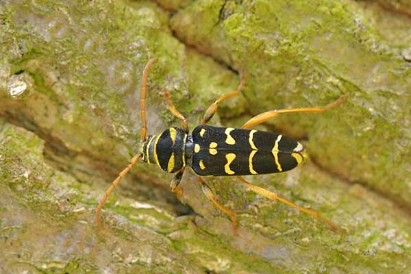 Paśnik pałączasty, biegowiec łucznik (Plagionotus arcuatus)