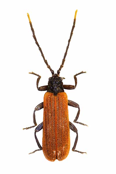 (Platycis minutus)