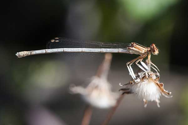 (Platycnemis latipes)