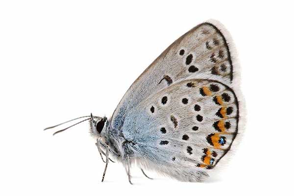 Modraszek argus (Plebejus argus)