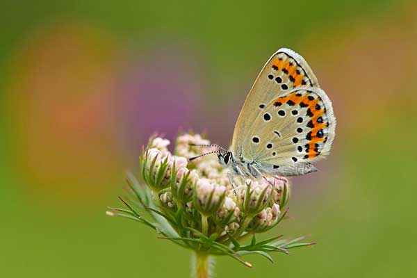 Modraszek srebroplamek (Plebejus argyrognomon)