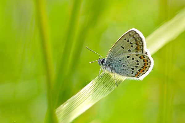 Modraszek idas (Plebejus idas)