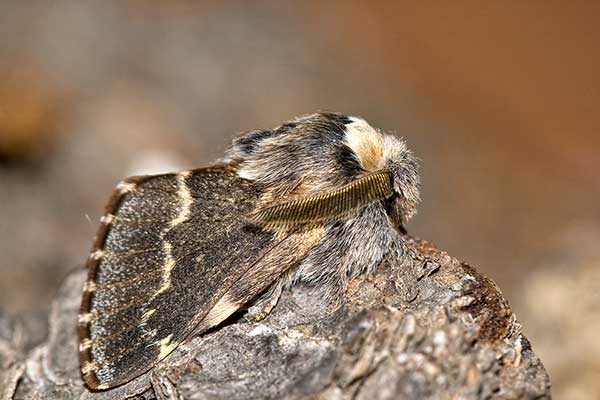 Barczatka osinówka (Poecilocampa populi)