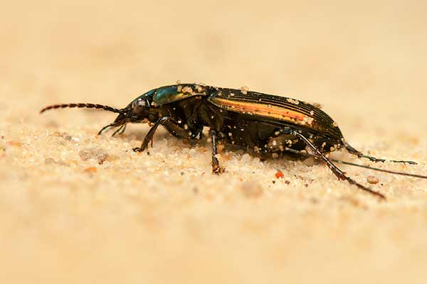 (Poecilus lepidus)