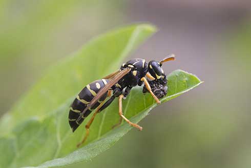 Klecanka skandynawska (Polistes biglumis)