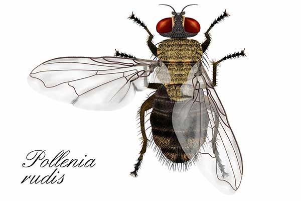 (Pollenia rudis)