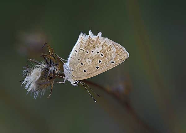 Modraszek dafnid (Polyommatus daphnis)