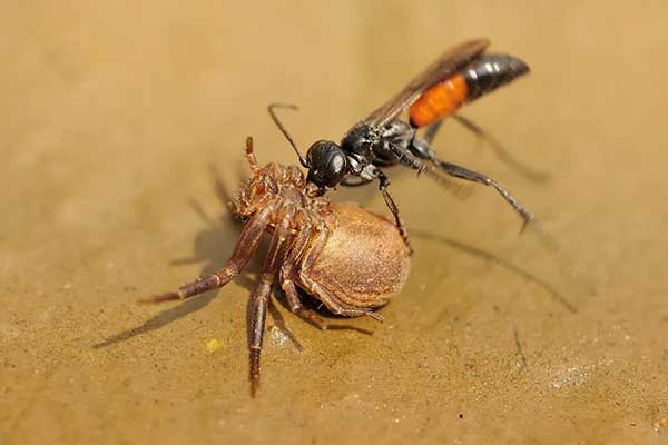 (Priocnemis vulgaris)