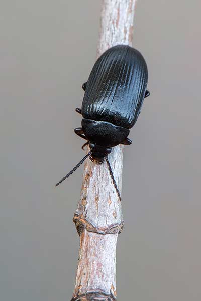 (Prionychus ater)