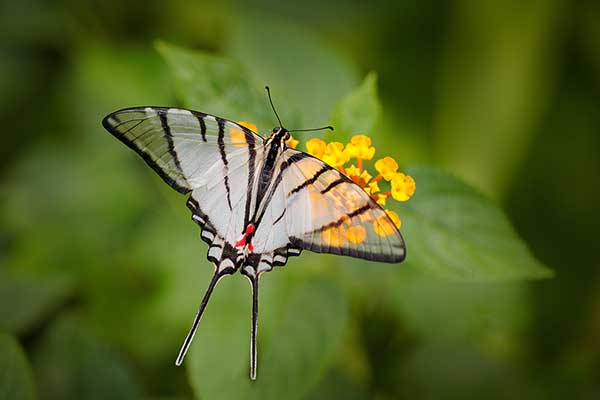(Protographium epidaus)