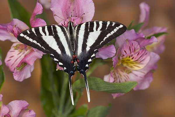 (Protographium marcellus)