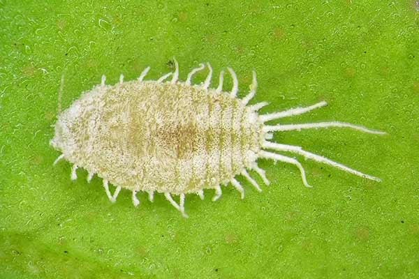 (Pseudococcus longispinus)