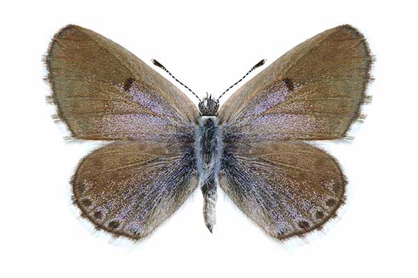 Modraszek wikrama (Pseudophilotes vicrama)