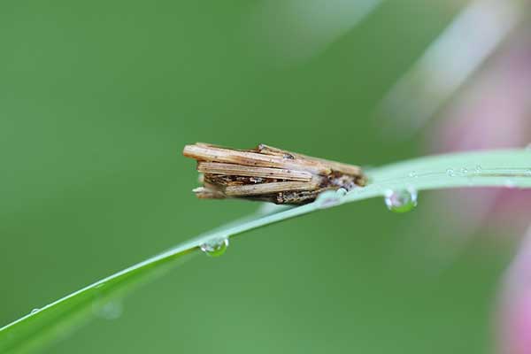 Koszówka czysta (Psyche casta)