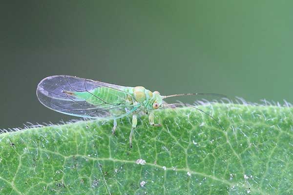 Miodówka olchowa (Psylla alni)