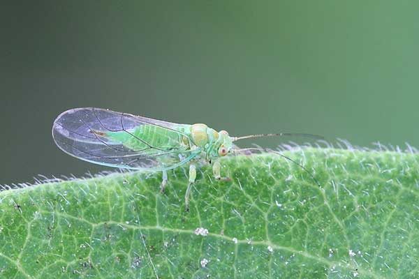 Miodówka olchowa  (Psylla alni)