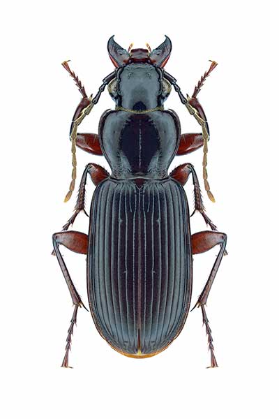 (Pterostichus macer)
