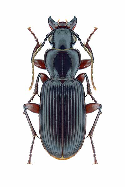  (Pterostichus macer)