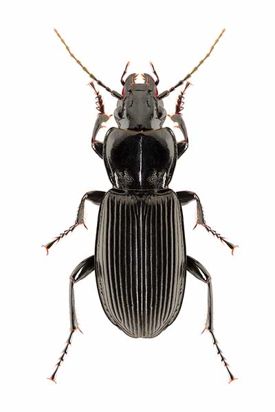 (Pterostichus melanarius)