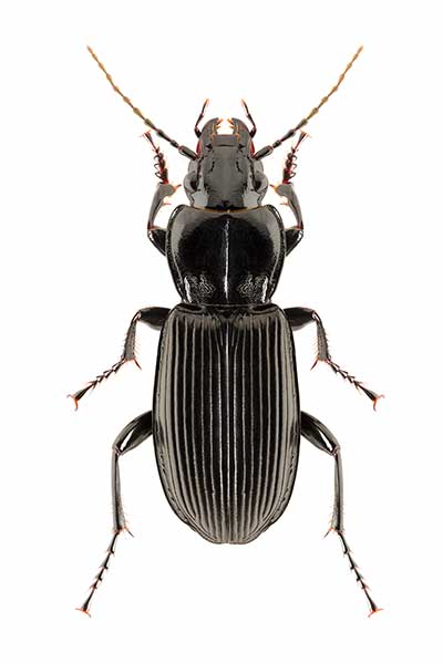  (Pterostichus melanarius)