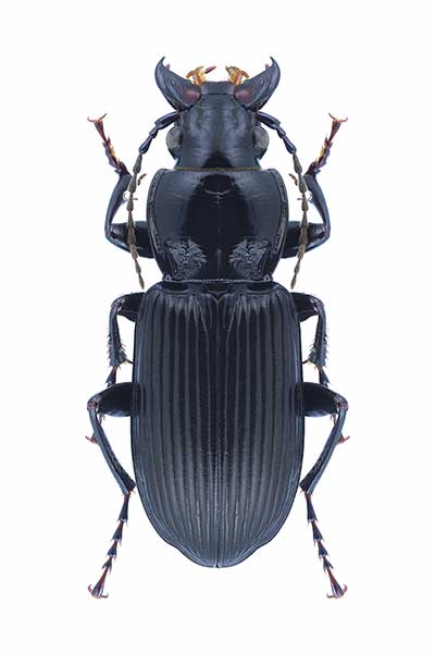 Szykoń czarny (Pterostichus niger)