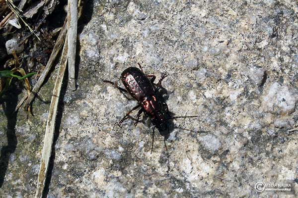  (Pterostichus pilosus)