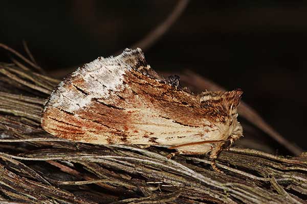 Wiechetka czubatka (Ptilodon cucullina)