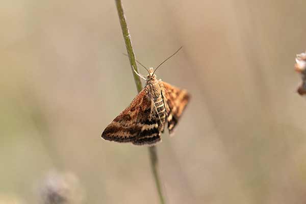 Płomienka łąkowa (Pyrausta despicata)