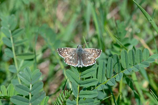 Powszelatek sierpikowiec (Pyrgus serratulae)