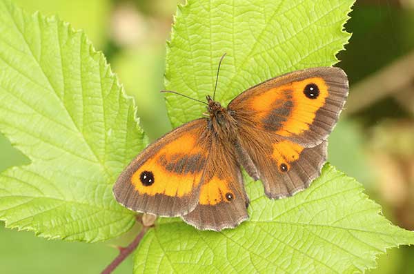 Przestrojnik titonus (Pyronia tithonus)