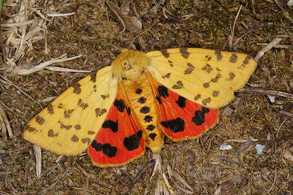 Niedźwiedziówka purpurka (Rhyparia purpurata)