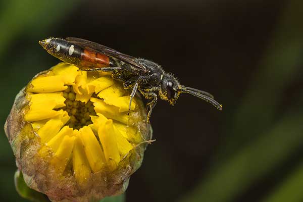(Sapyga quinquepunctata)
