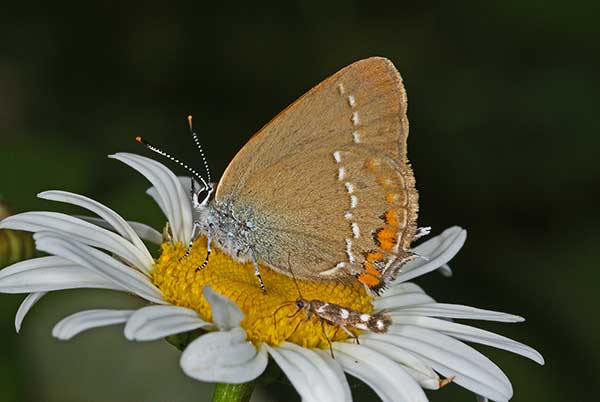 Ogończyk akacjowiec (Satyrium acaciae)