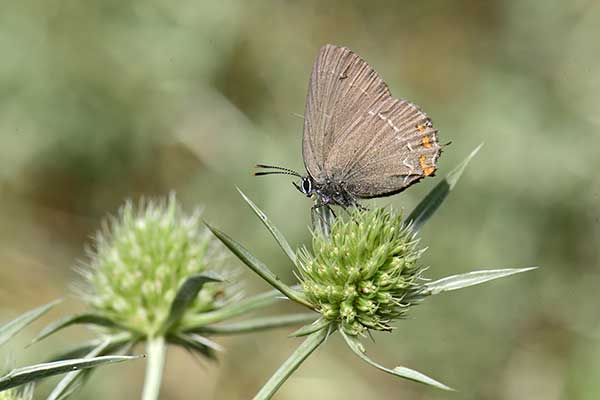 Ogończyk ostrokrzewowiec (Satyrium ilicis)