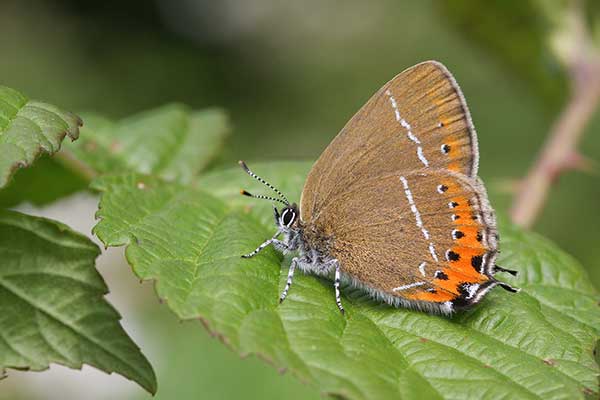 Ogończyk śliwowiec (Satyrium pruni)