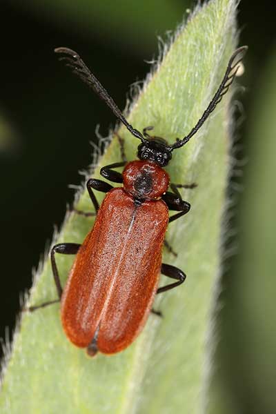 Ogniczek grzebykoczułki (Schizotus pectinicornis)