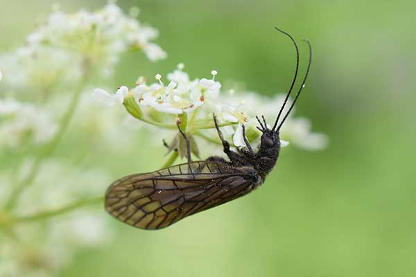 Żylenica czarnonoga (Sialis nigripes)