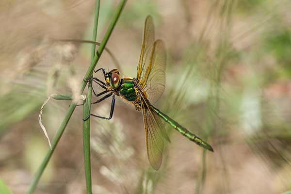 Miedziopierś metaliczna (Somatochlora metallica)