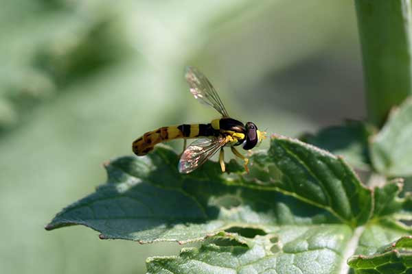 Kuliboda łąkowa (Sphaerophoria scripta)