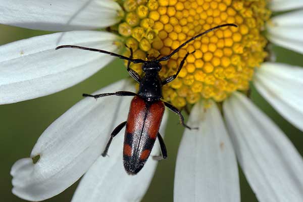 Strangalia przepasana (Stenurella bifasciata)