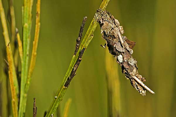 (Sterrhopterix fusca)