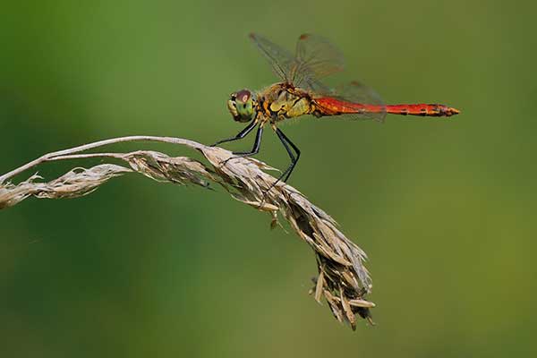 Szablak przypłaszczony (Sympetrum depressiusculum)