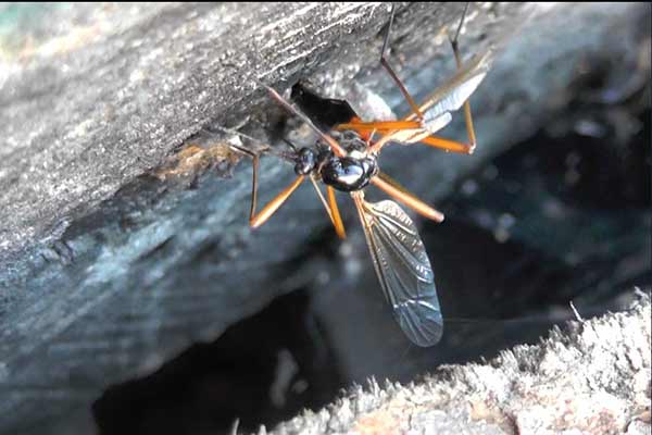 Pióroróg (Tanyptera atrata)