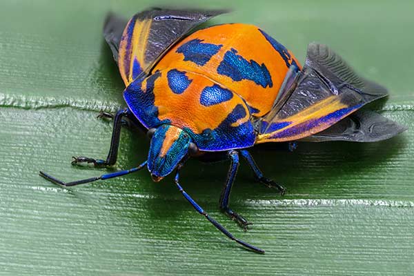  (Tectocoris diophthalmus)