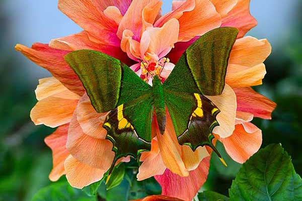 (Teinopalpus imperialis)