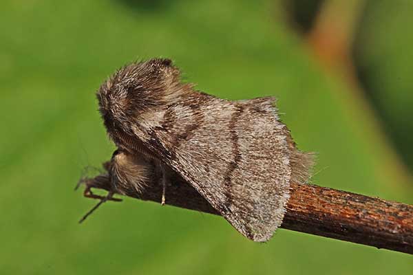 Korowódka dębowa (Thaumetopoea processionea)