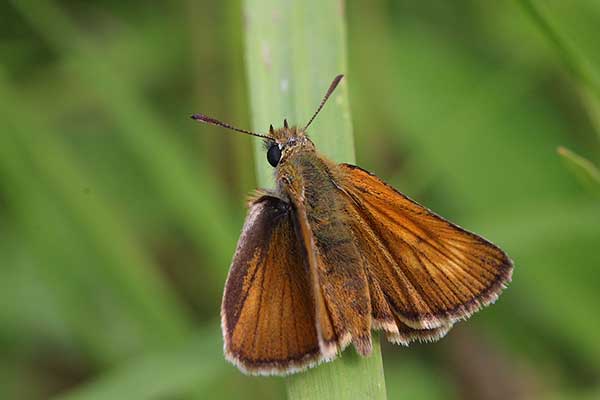 Karłątek akteon (Thymelicus acteon)