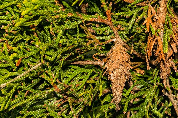 (Thyridopteryx ephemeraeformis)