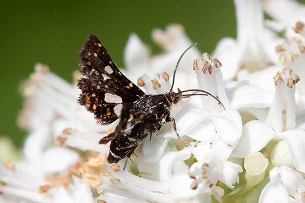  (Thyris fenestrella)