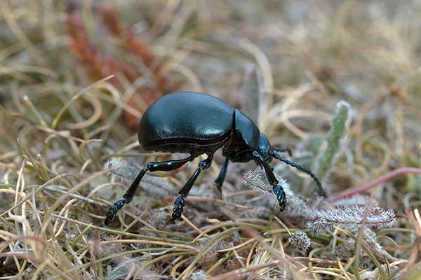 Godnica czarna (Timarcha tenebricosa)